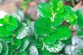 This lush jungle greenery with water droplets is a nice little piece of the rain forest right here at home. The natural plant is