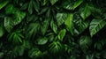 lush jungle leaf background Royalty Free Stock Photo