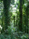 Lush jungle like vegetation Maui Hawaii Royalty Free Stock Photo