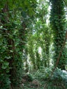 Lush jungle like vegetation Maui Hawaii