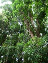 Lush jungle like vegetation Maui Hawaii Royalty Free Stock Photo