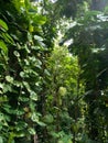 Lush jungle like vegetation Maui Hawaii Royalty Free Stock Photo