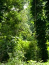 Lush jungle like vegetation Maui Hawaii Royalty Free Stock Photo