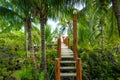 Lush Jungle Walkway