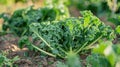 Lush Kale Crop in Community Garden