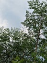 Lush kelor (Moringa oleifera) tree under the bright blue sky