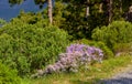 Lush landscape with colorful flowers and plant shrubs growing on a mountain on a sunny day outside. Swan river daisy or Royalty Free Stock Photo