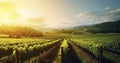 The Lush Landscape of a Vineyard, A Nature Background of Bountiful Beauty