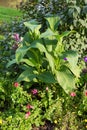 Lush landscaped garden