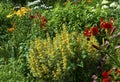 Lush landscaped garden