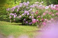 Lush landscaped garden