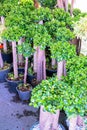 Lush landscaped garden with flowerbed