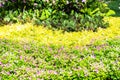 Lush landscaped garden with flowerbed and colorful plants Royalty Free Stock Photo