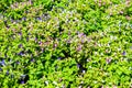 Lush landscaped garden with flowerbed and colorful plants Royalty Free Stock Photo