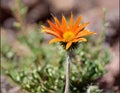 Lush, large-headed, large-flowered arctotis - Arctotis fastuosa Jacq Royalty Free Stock Photo