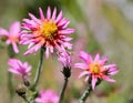 Lush, large-headed, large-flowered arctotis - Arctotis fastuosa Jacq Royalty Free Stock Photo