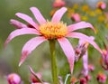 Lush, large-headed, large-flowered arctotis - Arctotis fastuosa Jacq Royalty Free Stock Photo