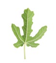 Lush leaf of fig tree