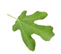 Lush leaf of fig tree