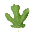 Lush leaf of fig tree