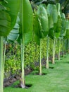 Lush leafage of banana palm plants Royalty Free Stock Photo