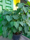 A lush leafy bodhi tree growing in a pot. Royalty Free Stock Photo