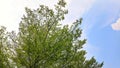 A lush, leafy tree stands tall beneath a bright cloudy sky Royalty Free Stock Photo