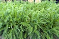 Lush leaves of Common Yarrow Achillea millefolium grow in herbal garden Royalty Free Stock Photo