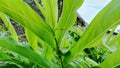 Lush leaves of the Elettaria cardamomum Maton plant growing wild in the garden close