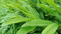 Lush leaves of the Elettaria cardamomum Maton plant growing wild in the garden