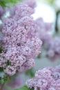 Lush lilac bush