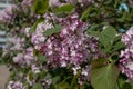 Flowering lilac bush at the very end of spring