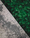 Lush little leaves share the frem with the cement floor