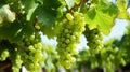 Lush macro view of green grapes hanging on a vine branch in a picturesque vineyard setting Royalty Free Stock Photo