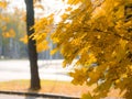 A lush maple branch with yellow leaves shining in the bright sunshine. Warm autumn day. Bright colors of autumn. Royalty Free Stock Photo