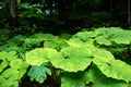 Lush massive burdock in the summer forest