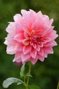 A lush massive pink flower in a lot of petals on a high green stalk