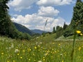 Lush meadow in the majestic mountains covered in beautiful yellow dandelions Royalty Free Stock Photo