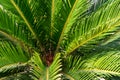 Mombasa cycad or Encephalartos hildebrandtii