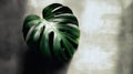 Lush Monstera Leaf on Textured Background with Soft Natural Light Royalty Free Stock Photo