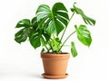 Lush Monstera Plant in a Clay Pot Royalty Free Stock Photo