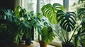 Lush Monstera Plants Windowsill Sunlight Home Decor Royalty Free Stock Photo