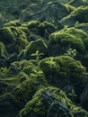 Lush Moss-Covered Rocks in Verdant Forest Royalty Free Stock Photo