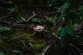 Lush mossy forest floor with cute little brown mushroom and leaves