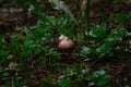 Lush mossy forest floor with cute little brown mushroom and leaves