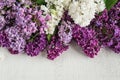 Lush multicolored bunches of lilac