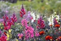 Lush multicolored flowers Snapdragon, Antirrhinum majus