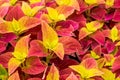 The lush multicolored Suzu in the garden garden