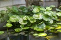 Lush mushroom grass and round coin grass in the pond Royalty Free Stock Photo