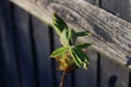 New foliage on horse chestnut or conker tree against wooden fence